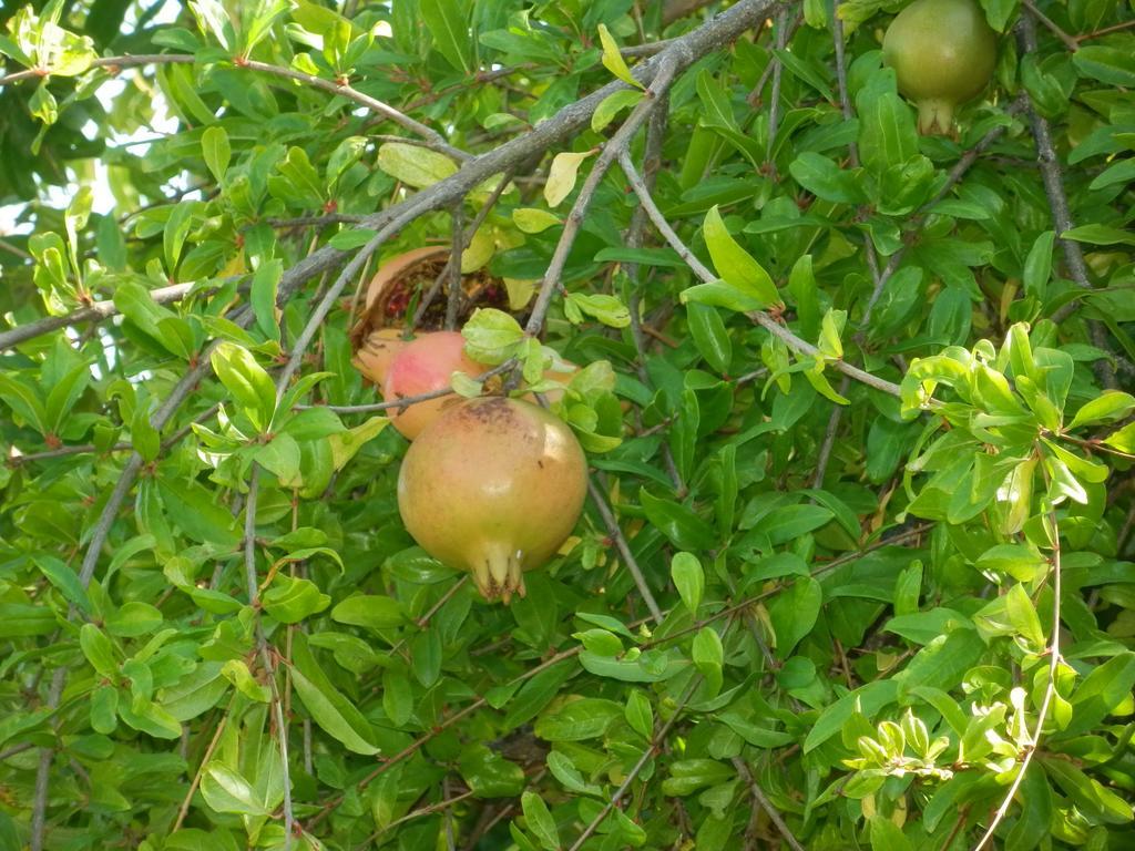 Villa Il Melograno Cannigione Ngoại thất bức ảnh
